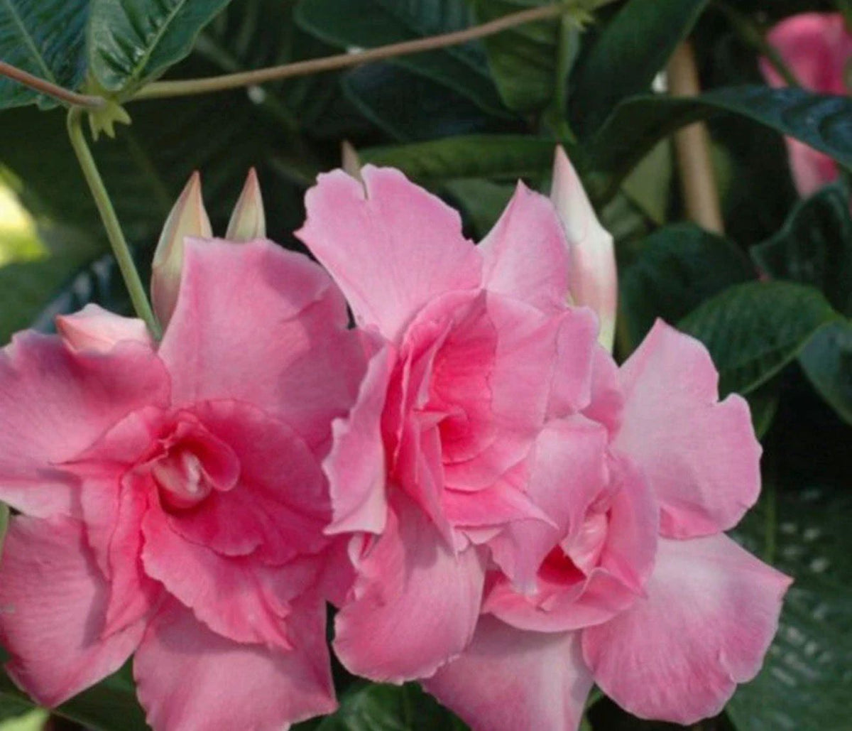 Bees Plant Hub Pink Multipetal Mandevilla / Rocktrumpet Flowering Live Plant