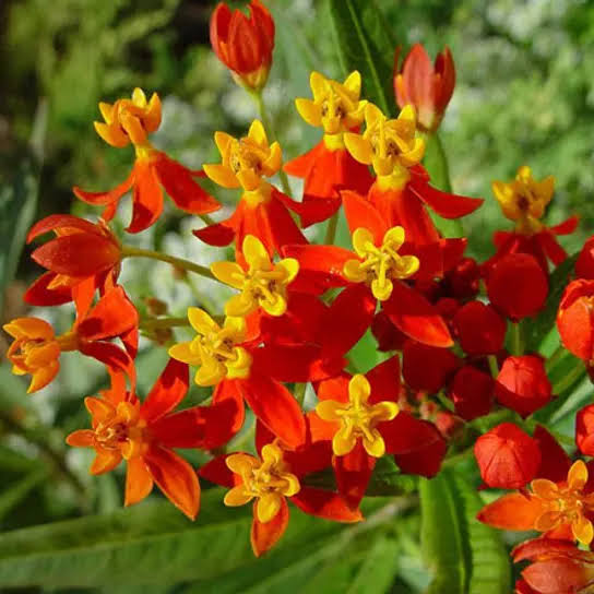 Bees Plant Hub Mexican Butterfly Weed (Asclepias curassavica) Rare Flowering Live Plant