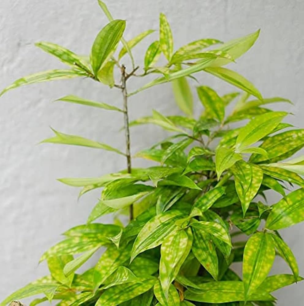 Bees Plant Hub Milky Way Yellow | Indoor Plant