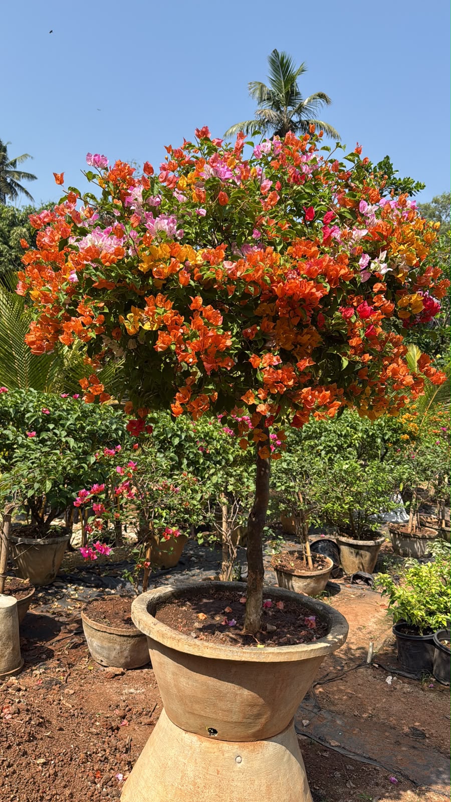 Bees Plant Hub Bougainvillea Multi Graft (Paper Flower) Rare Flowering Live Plant