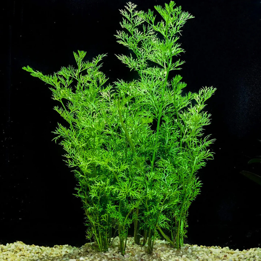 Bees Plant Hub Oak Fern (Ceratopteris Sp. China) Aquarium Live Plant