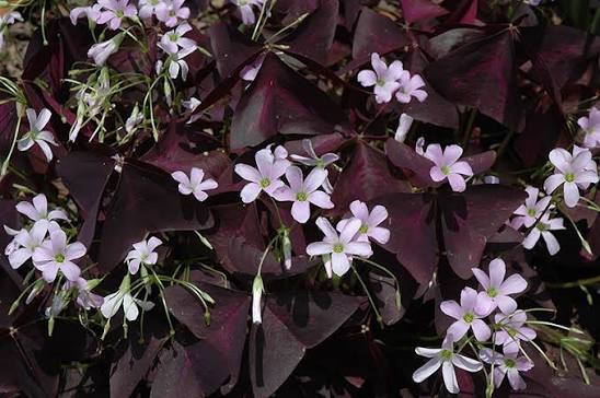 Bees Plant Hub Butterfly Plant Purple (Oxalis triangularis) Flowering Live Plant