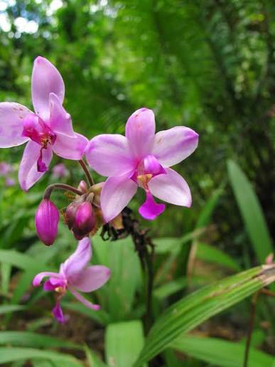 Bees Plant Hub Spathoglottis plicata Pink Ground Orchid