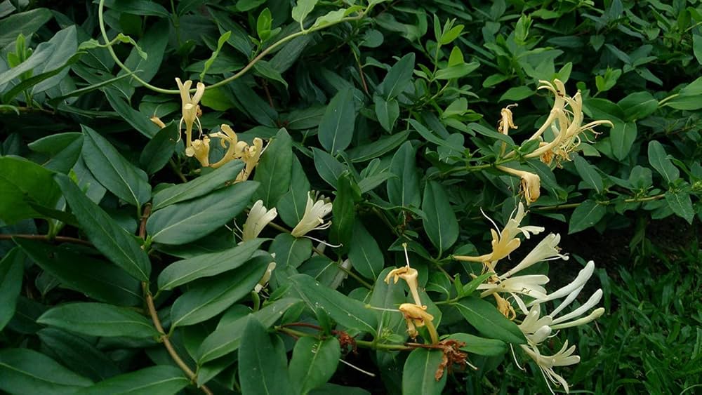 Bees Plant Hub Honeysuckle (Madhumathi) Flowering Live Plant