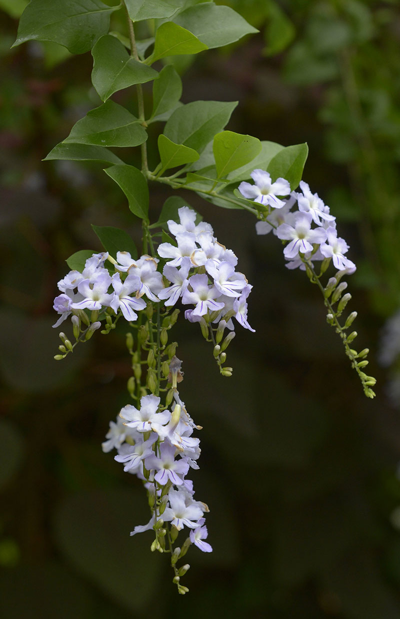 Bees Plant Hub Duranta Erecta White Flower with Green Leaves Ornamental Live Plant