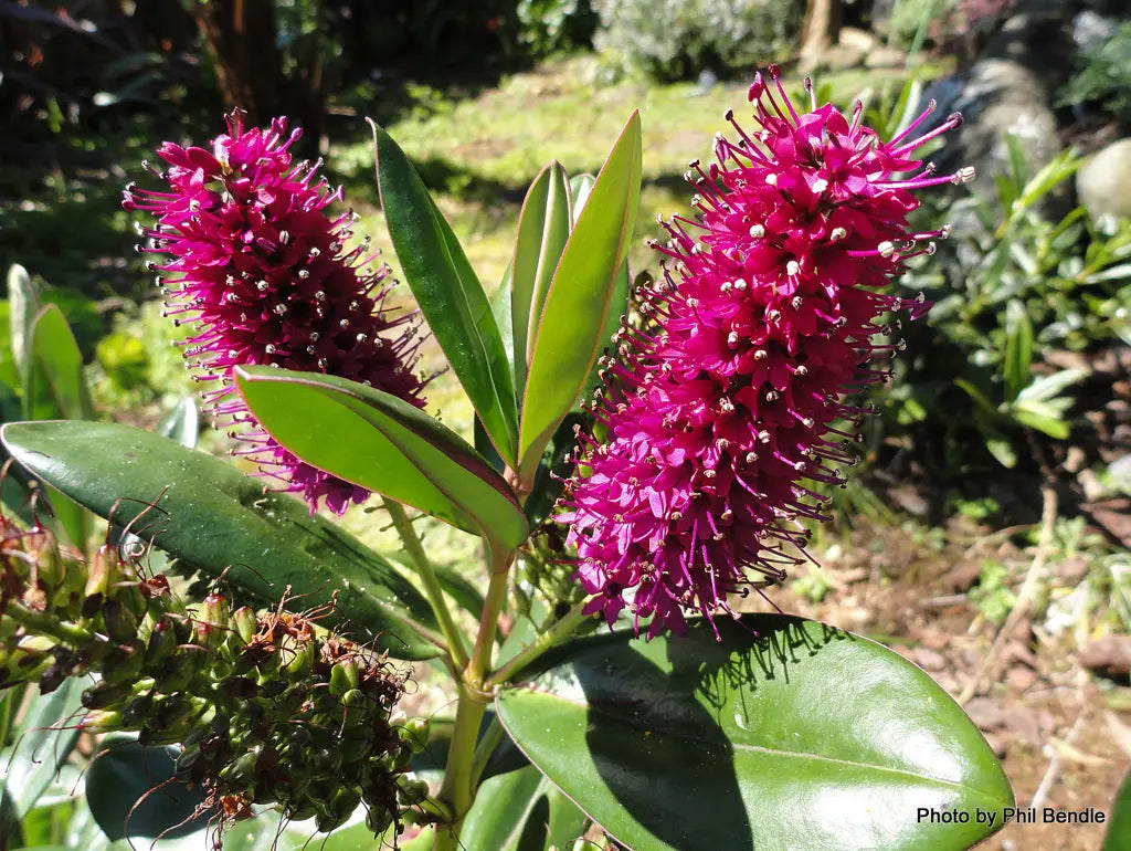 Bees Plant Hub Rare Hebe Speciosa Magenta and Blue Combo Flowering Live Plants