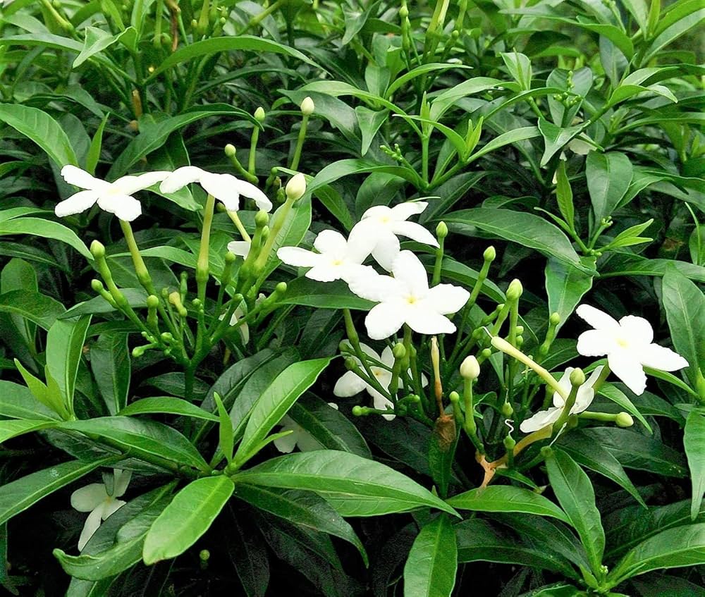 Bees Plant Hub Dwarf Pinwheel (Mini Nandyarvattam) Fragrant All Time Flowering Live Plant