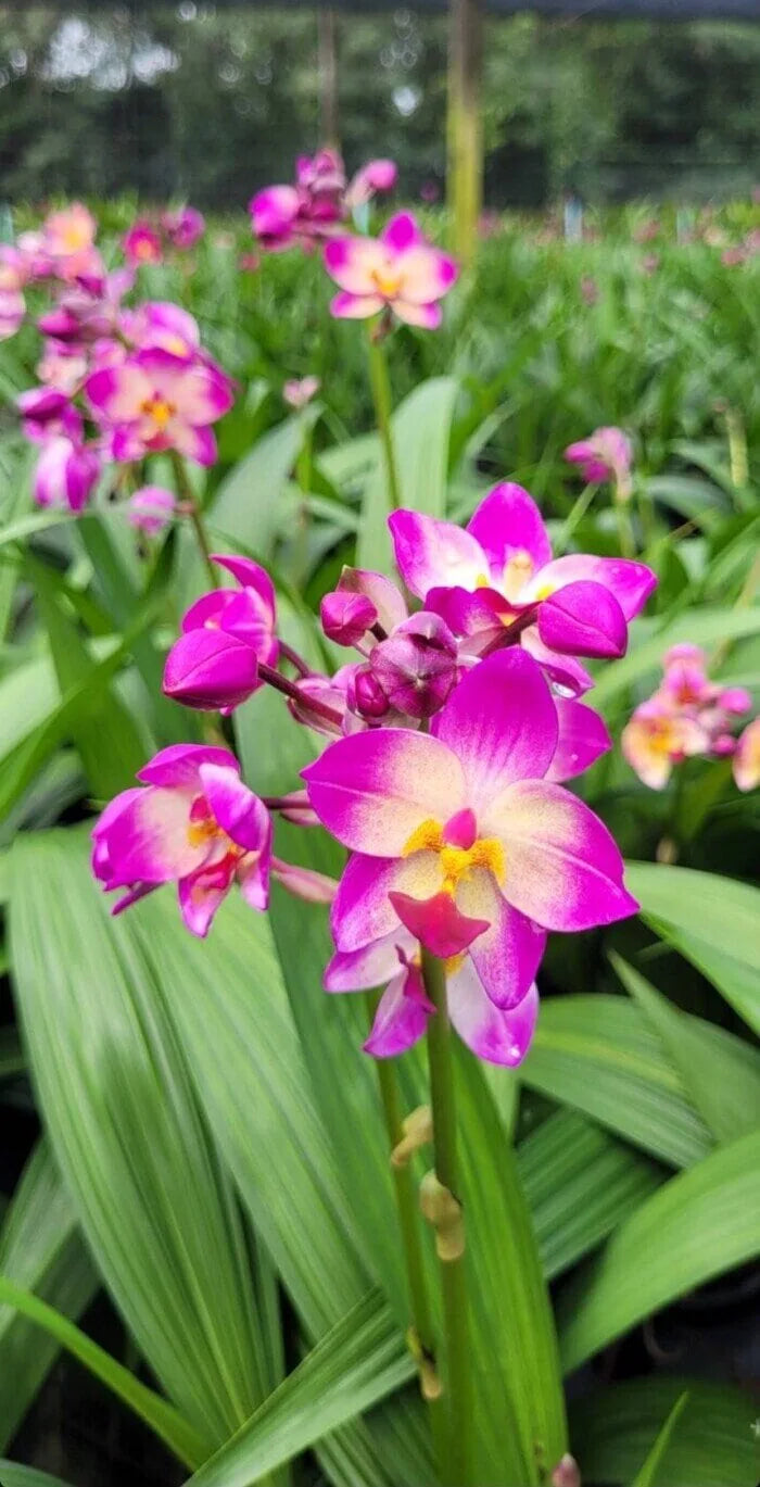 Bees Plant Hub Spathoglottis plicata White and Pink Ground Orchid