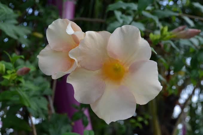 Bees Plant Hub Allamanda Biscuit All Time Flowering Live Plant