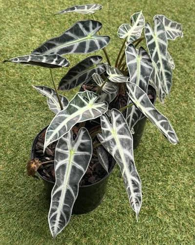 Bees Plant Hub Alocasia Amazonica (Elephant's ear) Indoor / Outdoor Live Plant