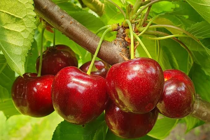 Bees Plant Hub Australian Cherry Rare Live Plant (Syzygium paniculatum)