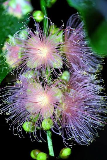 Bees Plant Hub Barringtonia Racemosa Tree (pink Flower) Plant