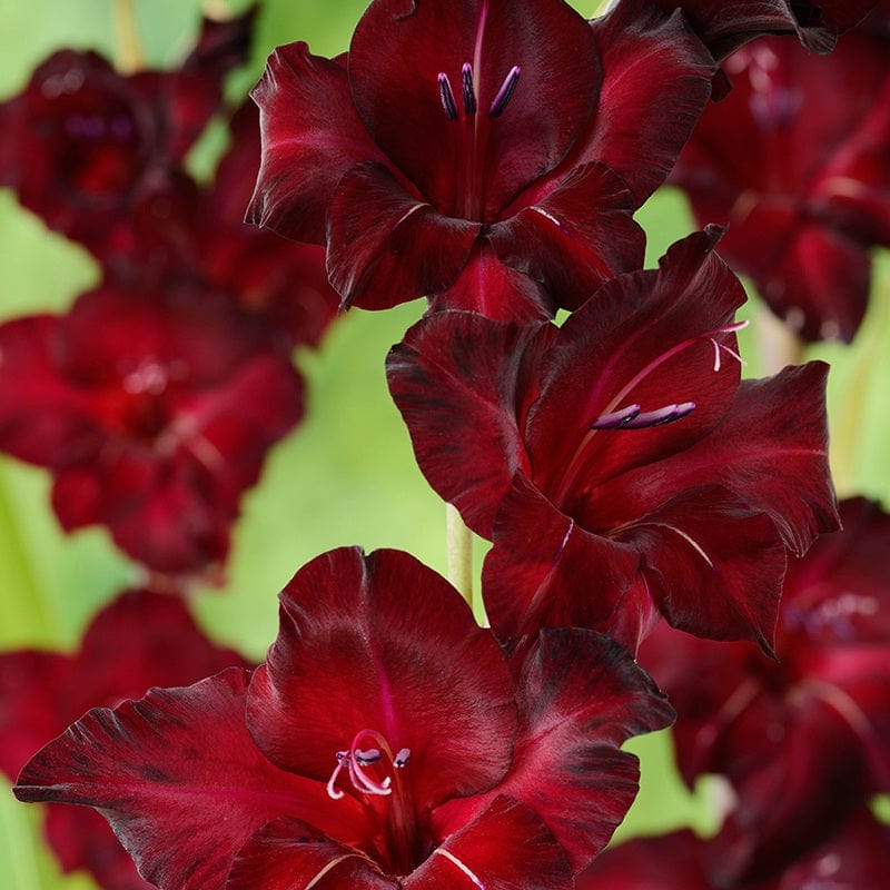 Bees Plant Hub Gladiolus Black Star Flowering Live Plant