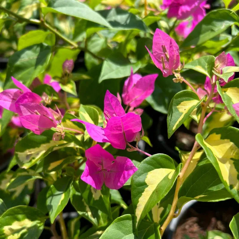 Bees Plant Hub Bougainvillea Pink (Paper Flower) Variegated Leaves Flowering Live Plant