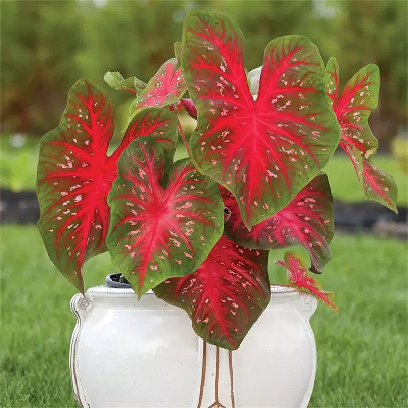 Bees Plant Hub Caladium (Heart of Jesus) Ornamental Live Plant