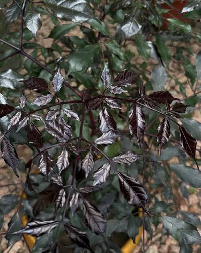 Bees Plant Hub Leea Coccinea (Rubra) Burgundy Ornamental Live Plant
