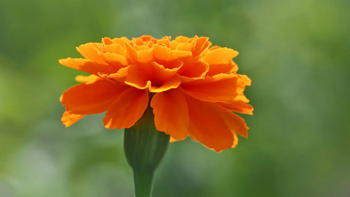 Bees Plant Hub Miniature Orange Marigold All Time Flowering Live Plant