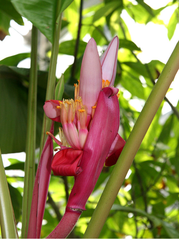 Bees Plant Hub Musa velutina (Pink Banana) Rare Live Plant