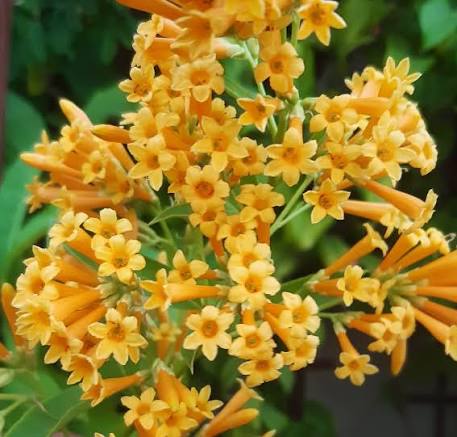 Bees Plant Hub Night Blooming Jasmine Yellow (Cestrum nocturnum) Flowering Live Plant