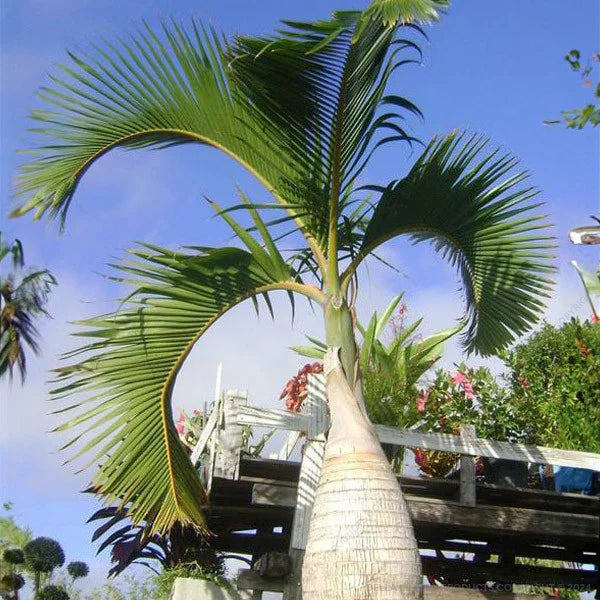 Bees Plant Hub Champagne Palm Ornamental Live Plant