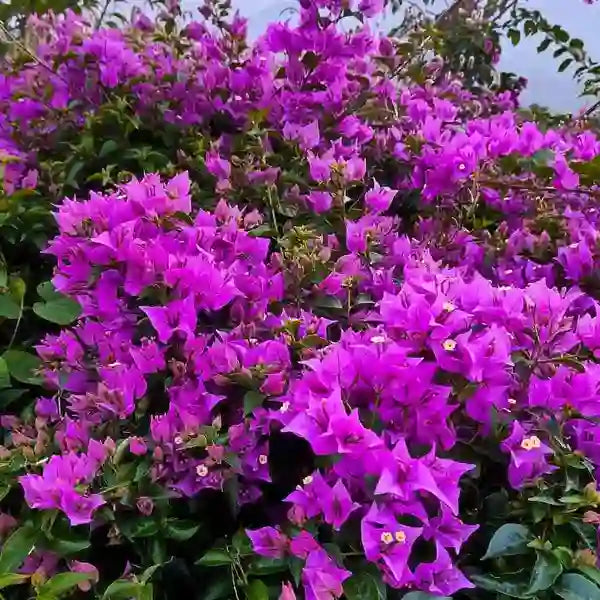 Bees Plant Hub Bougainvillea Purple (Paper Flower) Flowering Live Plant