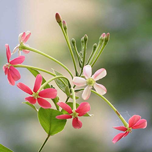 Bees Plant Hub Bush Rangoon Dwarf Madhumalti (Combretum indicum) All Time Flowering Live Plant