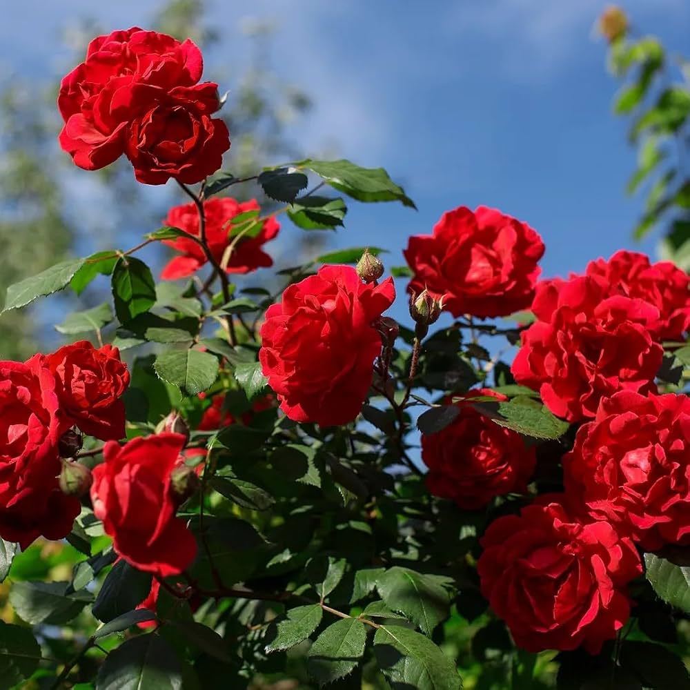 Bees Plant Hub Red Kashmiri Rose Live Plant