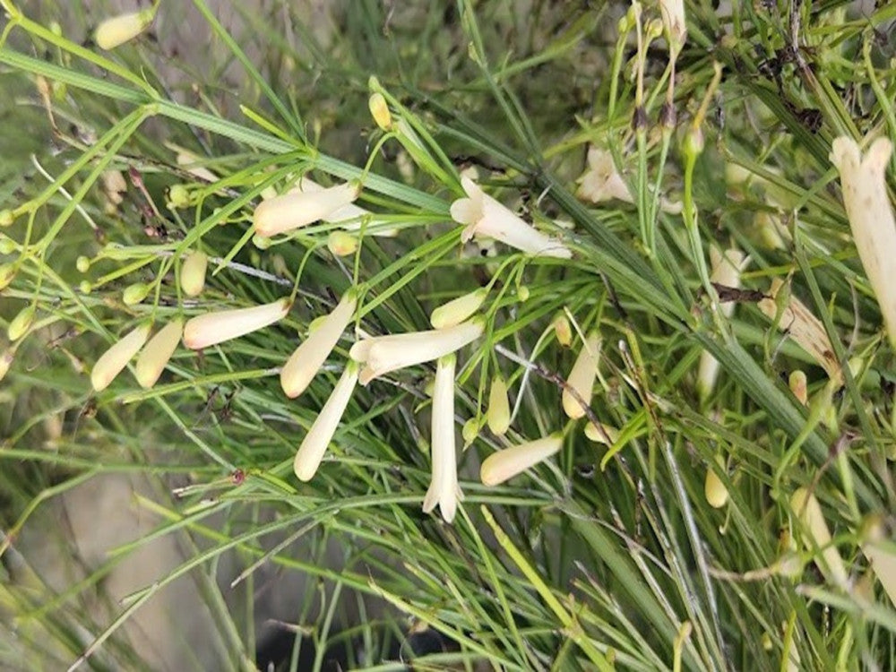 Bees Plant Hub White Firecracker (Russelia equisetiformis) Flowering Live Plant