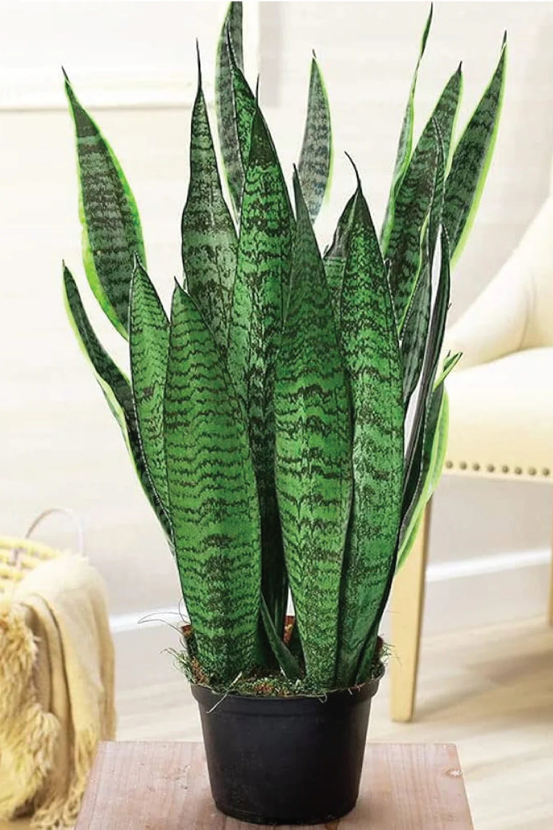 Bees Plant Hub Snake Plant (Sansevieria trifasciata) Indoor Live Plant