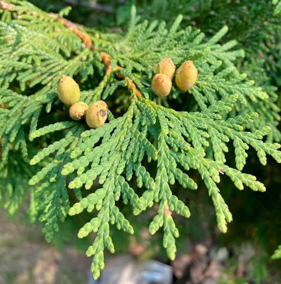 Bees Plant Hub White-Cedar (Thuja occidentalis) Ornamental Live Plant