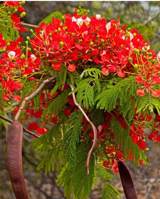 Bees Plant Hub Gulmohar/Royal Poinciana (Delonix regia) Live Plant