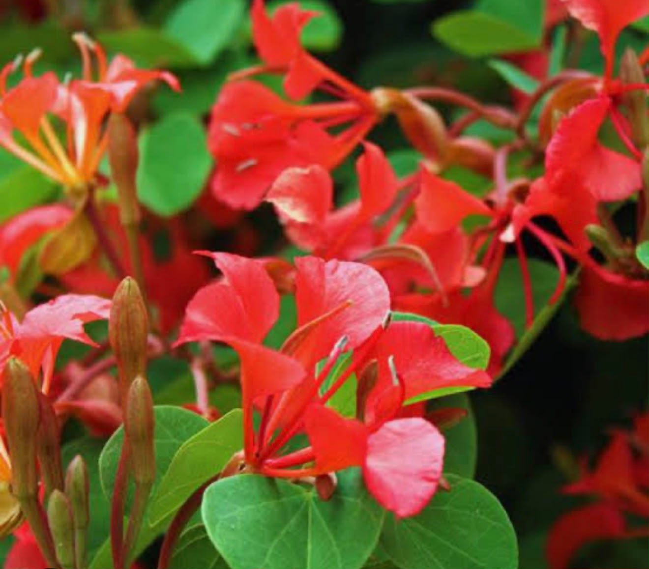 Bees Plant Hub Bauhinia Galpinii / Red Bauhinia Live flowering Plant
