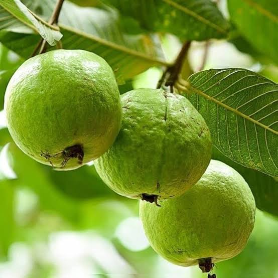 Bees Plant Hub Red Diamond Guava Live Plant
