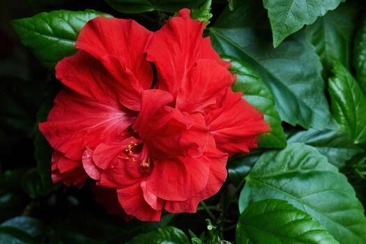 Bees Plant Hub Red Multi Petal Hibiscus All Time Flowering Live Plant