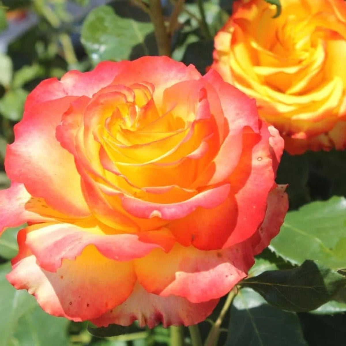 Bees Plant Hub Orange and Yellow Double Coloured Grafted Rose Live Plant