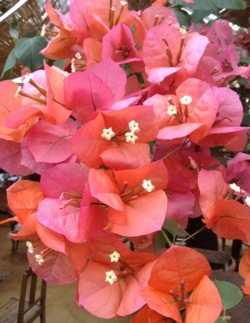 Bees Plant Hub Bougainvillea Salmon Pink (Paper Flower) Flowering Live Plant