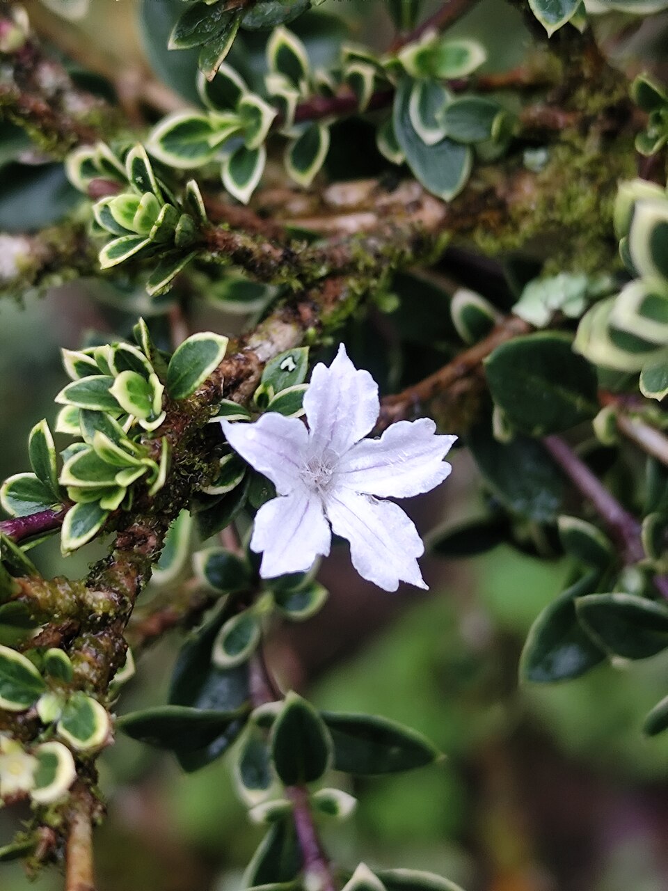 Bees Plant Hub Snow Rose Variegated (Serissa japonica) Live Plant