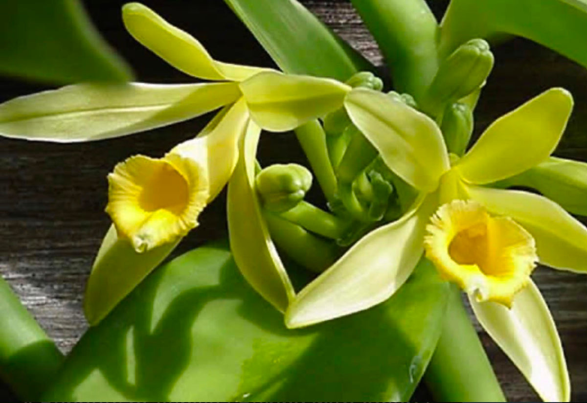 Bees Plant Hub Vanilla Planifolia / Vanila Spice Plant