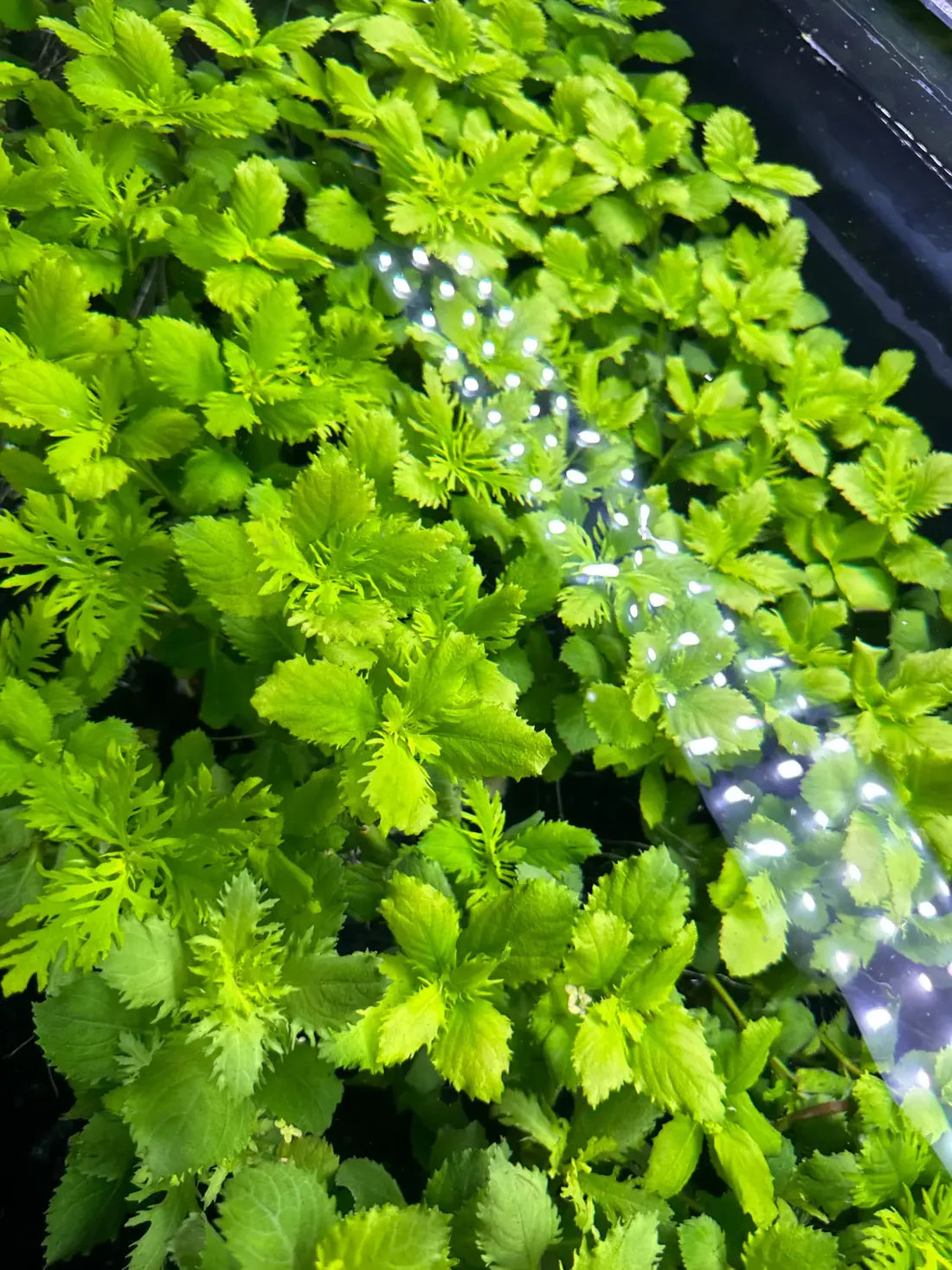 Bees Plant Hub Water Wisteria (Hygrophila difformisa) Aquarium Live Plant