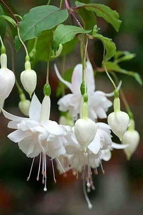 Bees Plant Hub Fuchsia White (Fuchsia magellanica) Rare All Time Flowering Live Plant