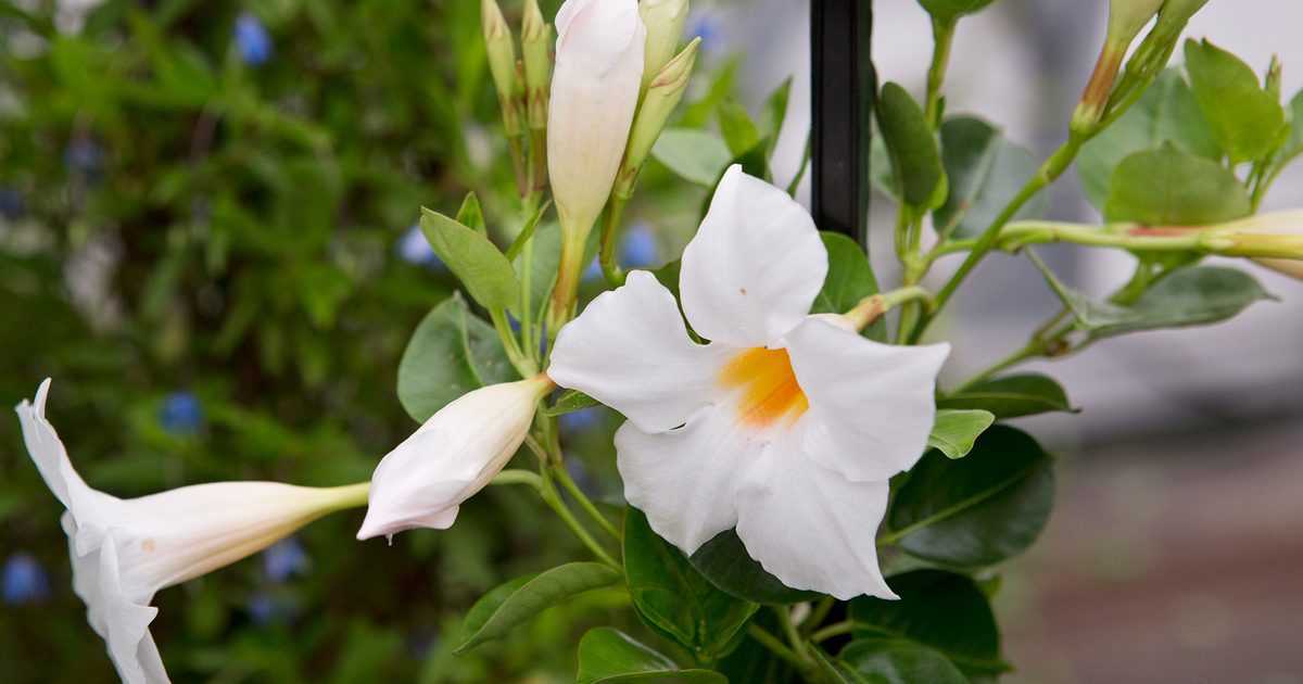 Bees Plant Hub White Mandevilla / Rocktrumpet Flowering Live Plant