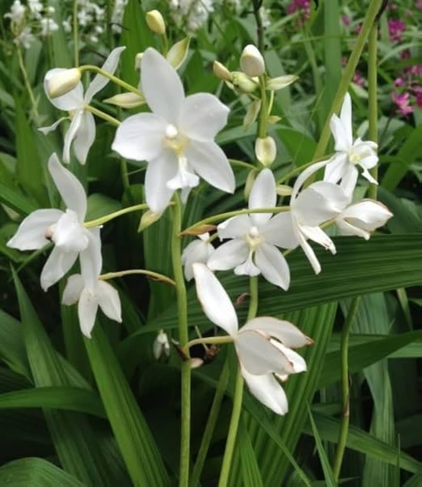 Bees Plant Hub Spathoglottis plicata White Ground Orchid