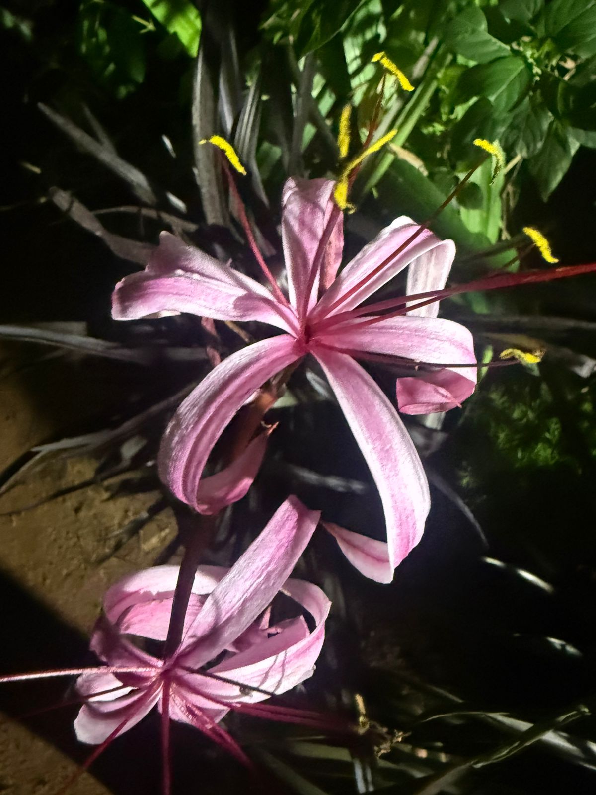 Black Lilly All Time Flowering Live Plant