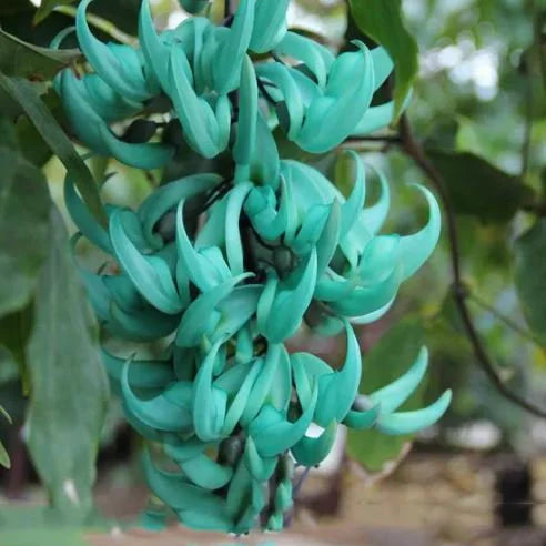 Bees Plant Hub Nema/Blue Jade Vine (Strongylodon macrobotrys) Live Plant