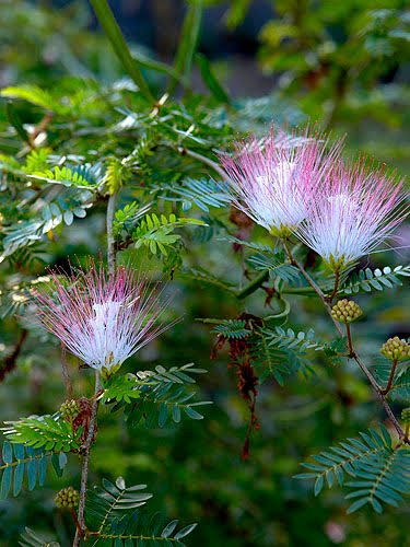 Bees Plant Hub Calliandra Pink & White (Calliandra Surinamensis) All Time Flowering Live Plant