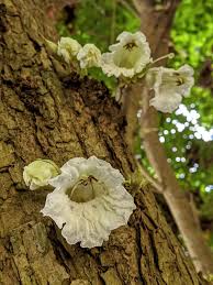 Parmentiera cereifera Rare Flowering Live Plant