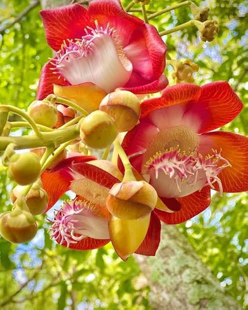 Bees Plant Hub Cannonball / KailashPati (Naga lingam) Tree Layered Live Plant