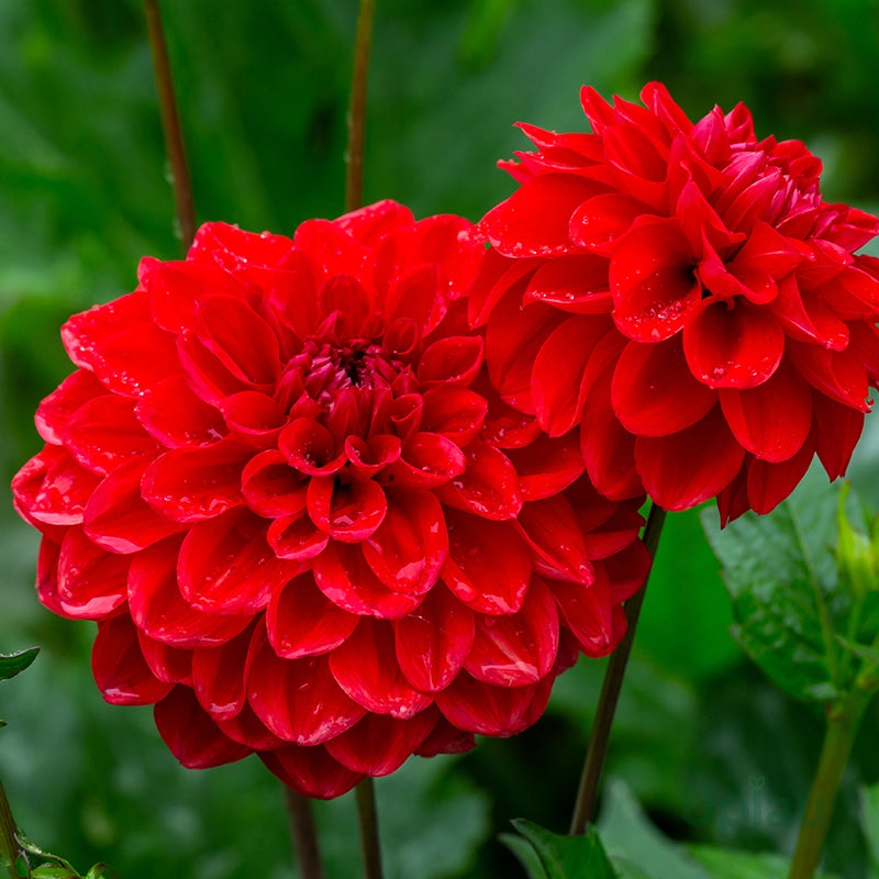 Bees Plant Hub Red Dahlia Flowering Live Plant