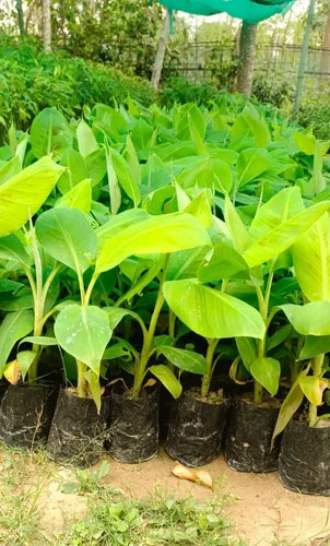 Bees Plant Hub Ethan Banana Live Plant