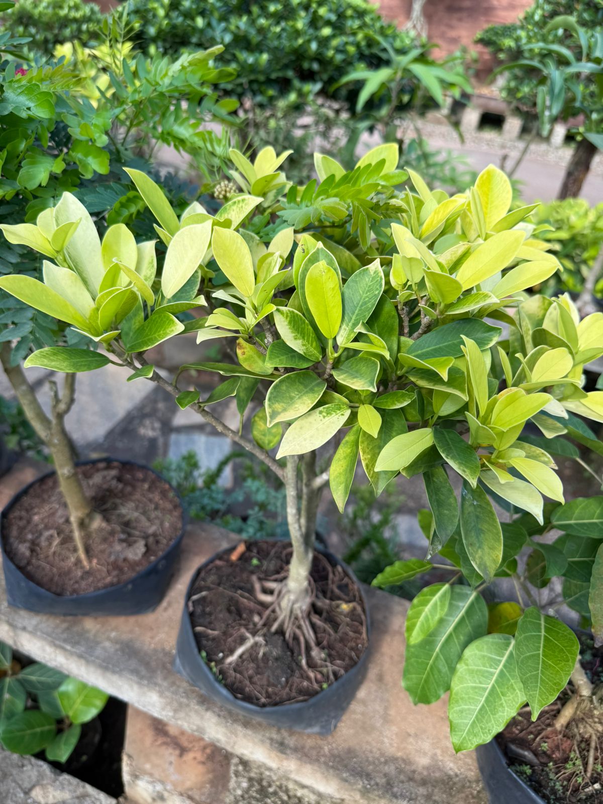 Golden Ficus Panda Bonsai Tree Live Plant